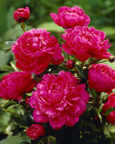 Без бренда «2KMB-4036» в Тольятти