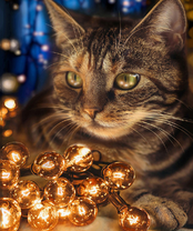 Без бренда «2KXSB-0678» в Тольятти