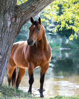 Без бренда «Коробка 20 шт: Лошадь у дерева» в Тольятти