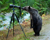 Медведь у фотоаппарата