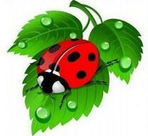 Божья коровка на листе
