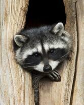 Без бренда «Енот в дупле» в Тольятти