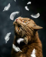 Без бренда «Кот среди перышек» в Тольятти