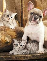 Без бренда «Милый щенок французского бульдога и два котёнка» в Тольятти