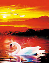 Белый лебедь на фоне заходящего солнца