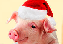 Поросенок в шапке Санты