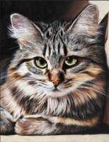 Без бренда «Маленькая серая кошечка» в Тольятти в интернет-магазине Без бренда «Маленькая серая кошечка» в Тольятти