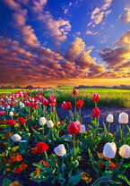 Без бренда «Поле тюльпанов под облачным небом» в Тольятти