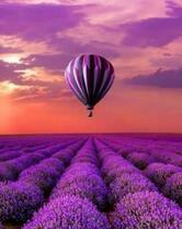 Фиолетовый воздушный шар над лавандовым полем