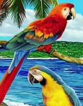 Яркие попугаи на фоне залива